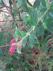 Pleroma semidecandrum