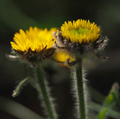 Erigeron aureus