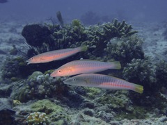 Hologymnosus doliatus
