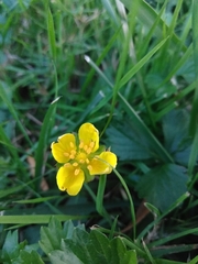 Potentilla anglica