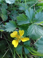 Potentilla anglica