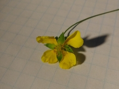 Potentilla anglica