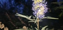 Thomisidae