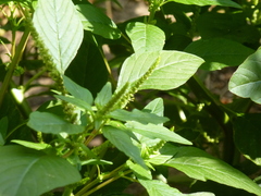 Amaranthus