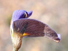 Lotononis filiformis