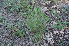 Nassella leucotricha