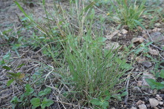 Nassella leucotricha