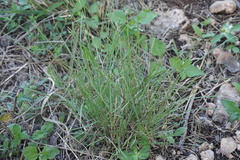 Nassella leucotricha