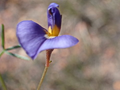 Lotononis filiformis