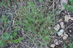 Nassella leucotricha