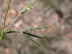 Lotononis filiformis