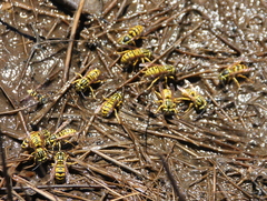 Vespula sulphurea