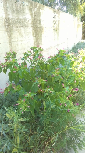 Peruanski noćurak (Mirabilis jalapa)