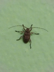 Leptostylopsis terraecolor