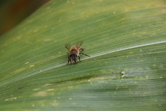 Apis mellifera