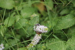 Megachile