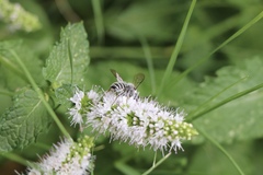 Megachile