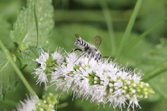 Megachile
