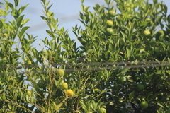 Psaltriparus minimus