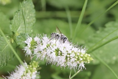 Megachile