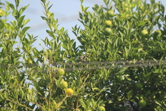 Psaltriparus minimus