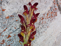 Disa comosa