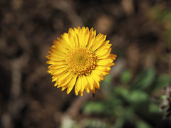 Erigeron aureus