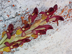 Disa comosa