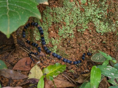 Elegant Coralsnake