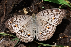 Junonia atlites