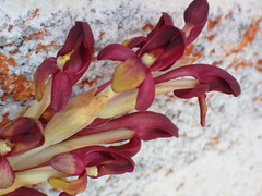 Disa comosa