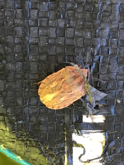 Eurygaster integriceps