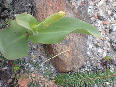 Disa comosa