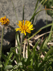 Erigeron aureus