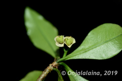 Euphorbia thouarsiana