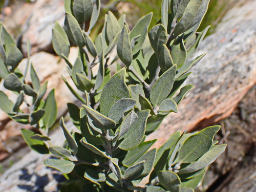 Image of Euclea polyandra by no rights reserved