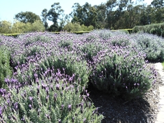 Lavandula stoechas