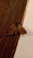 Noctuidae