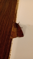 Noctuidae