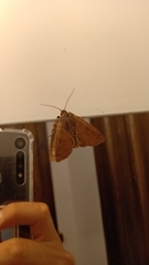 Noctuidae