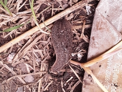 Phyllocaulis soleiformis