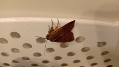 Noctuidae