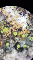 Thelocarpon laureri