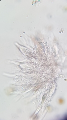Thelocarpon laureri