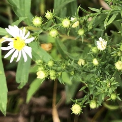 Symphyotrichum pilosum pilosum