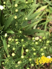 Symphyotrichum pilosum pilosum