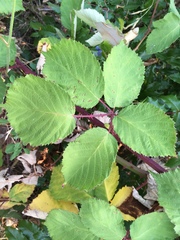Candicantes