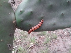 Cactoblastis cactorum