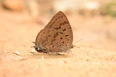 Arhopala silhetensis