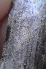 Rastrococcus asteliae